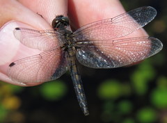 Leucorrhinia frigida