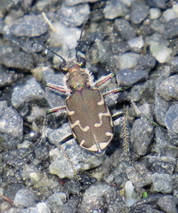Cicindela repanda repanda