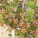 Purshia glandulosa - Photo (c) Bill Gray,  זכויות יוצרים חלקיות (CC BY-NC), uploaded by Bill Gray