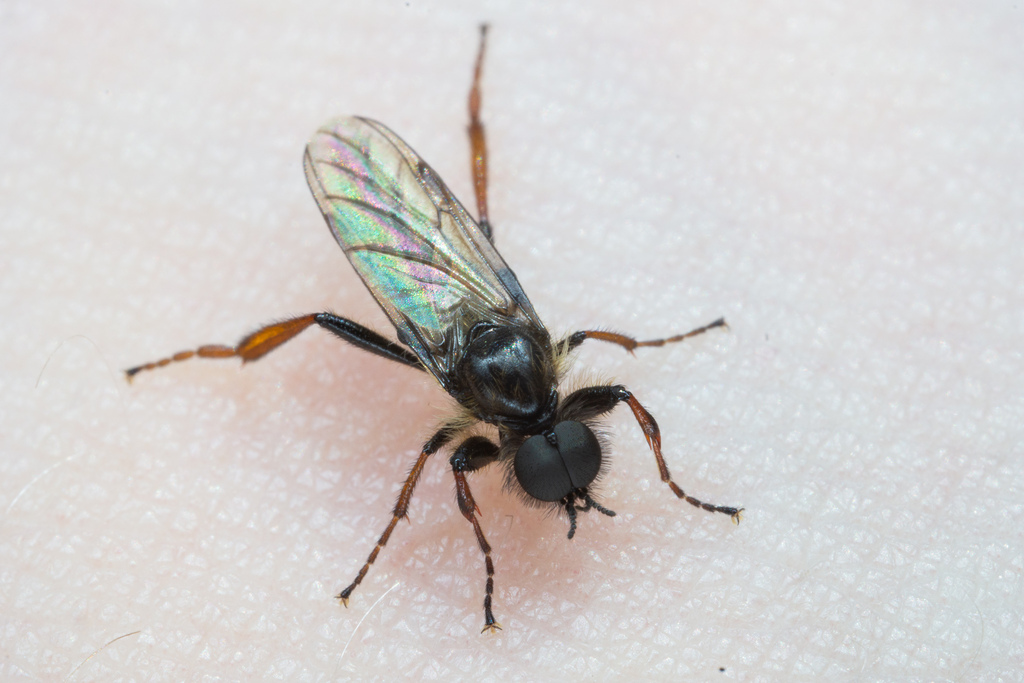 Shaggy St Mark’s Fly