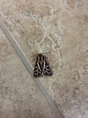 Apantesis williamsii