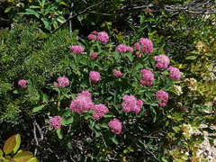 Spiraea splendens