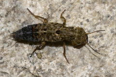 Ontholestes tessellatus