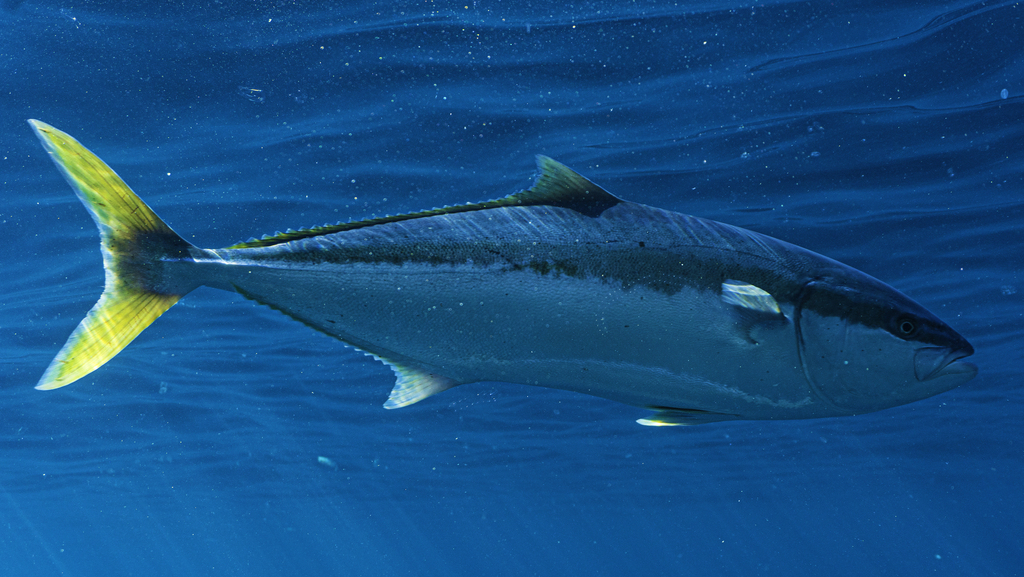 Photo of Yellowtail amberjack (Seriola lalandi)