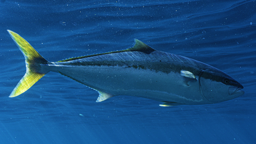 Yellowtail amberjack (Seriola lalandi) — Carangidae