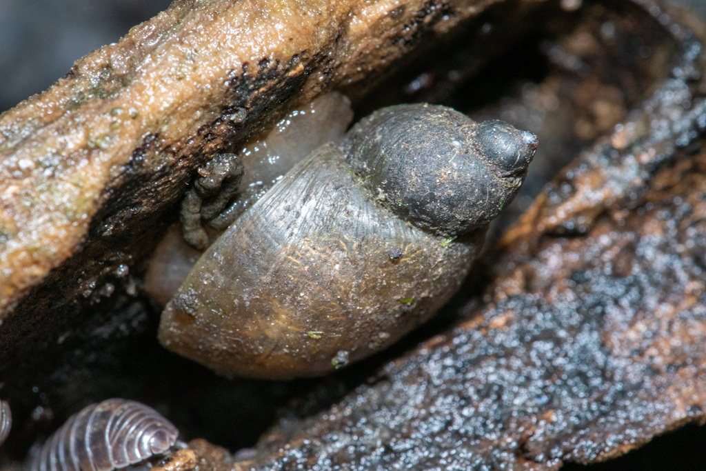 Common Land Snails and Slugs from North Central, Carrollton, TX, USA on ...