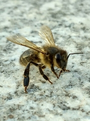 Apis mellifera