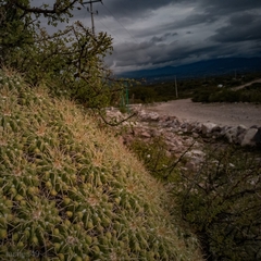 Mammillaria compressa compressa