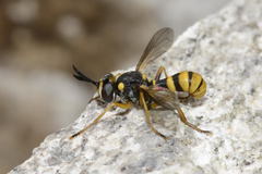 Leopoldius coronatus