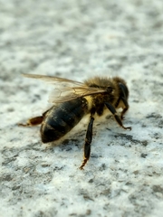 Apis mellifera