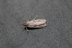 Eudonia bisinualis