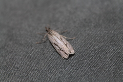 Eudonia bisinualis