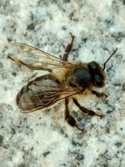 Apis mellifera
