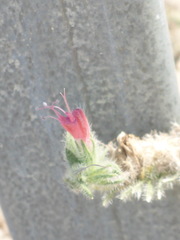 Echium angustifolium