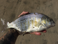 Amphistichus argenteus