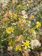 Limbarda crithmoides longifolia