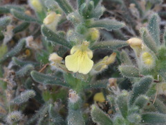 Ajuga iva