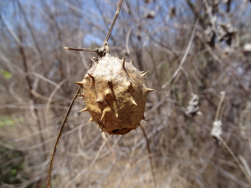 Luffa quinquefida (Luffa quinquefida)