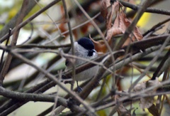 Poecile palustris
