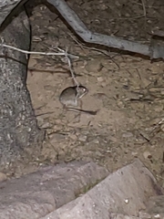 Dipodomys merriami