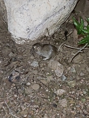 Dipodomys merriami