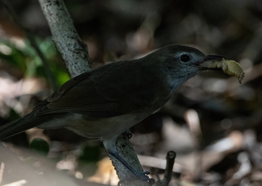 Arafura Shrikethrush from Darwin NT, Australia on March 16, 2023 at 08: ...