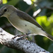 Grey Whistler - Photo (c) Mitch Rose, some rights reserved (CC BY-NC), uploaded by Mitch Rose