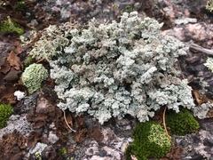 Stereocaulon saxatile