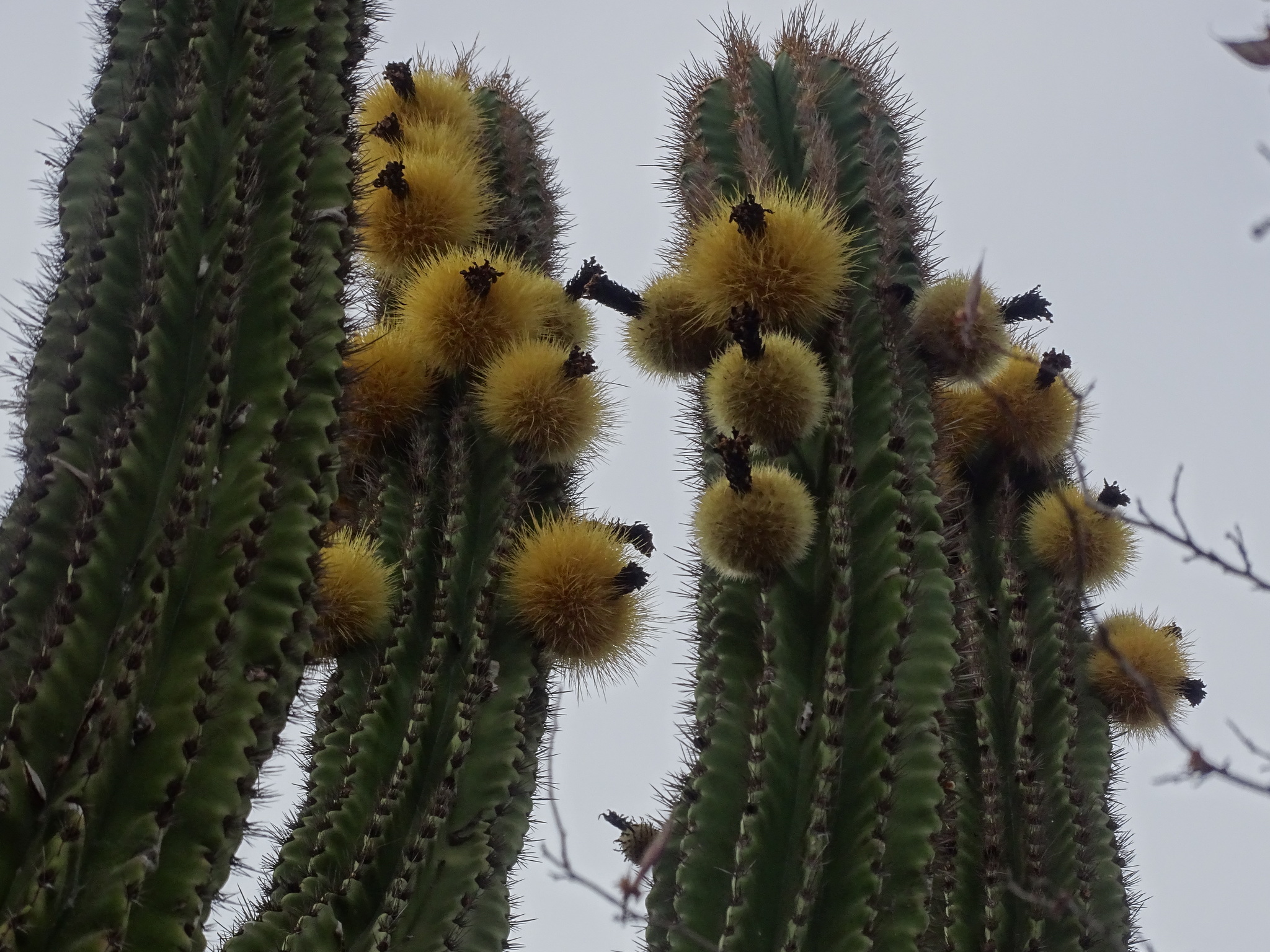 Pachycereus pecten-aboriginum | Botanico Hub