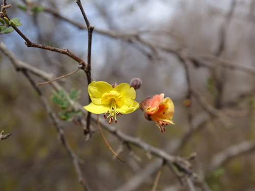 Erythrostemon palmeri