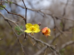 Erythrostemon palmeri