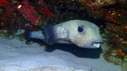Spotted Porcupinefish