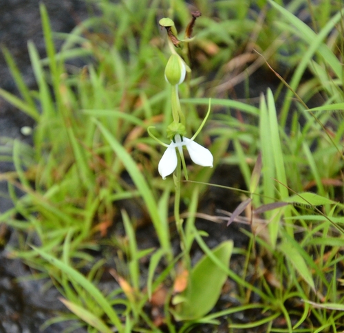 Image of Habenaria diphylla by (c) renjus box, some rights reserved (CC BY)