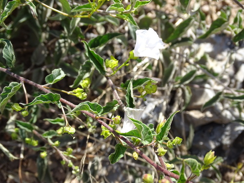 Image of Jacquemontia pringlei by (c) Alexis López Hernández, some rights reserved (CC BY)
