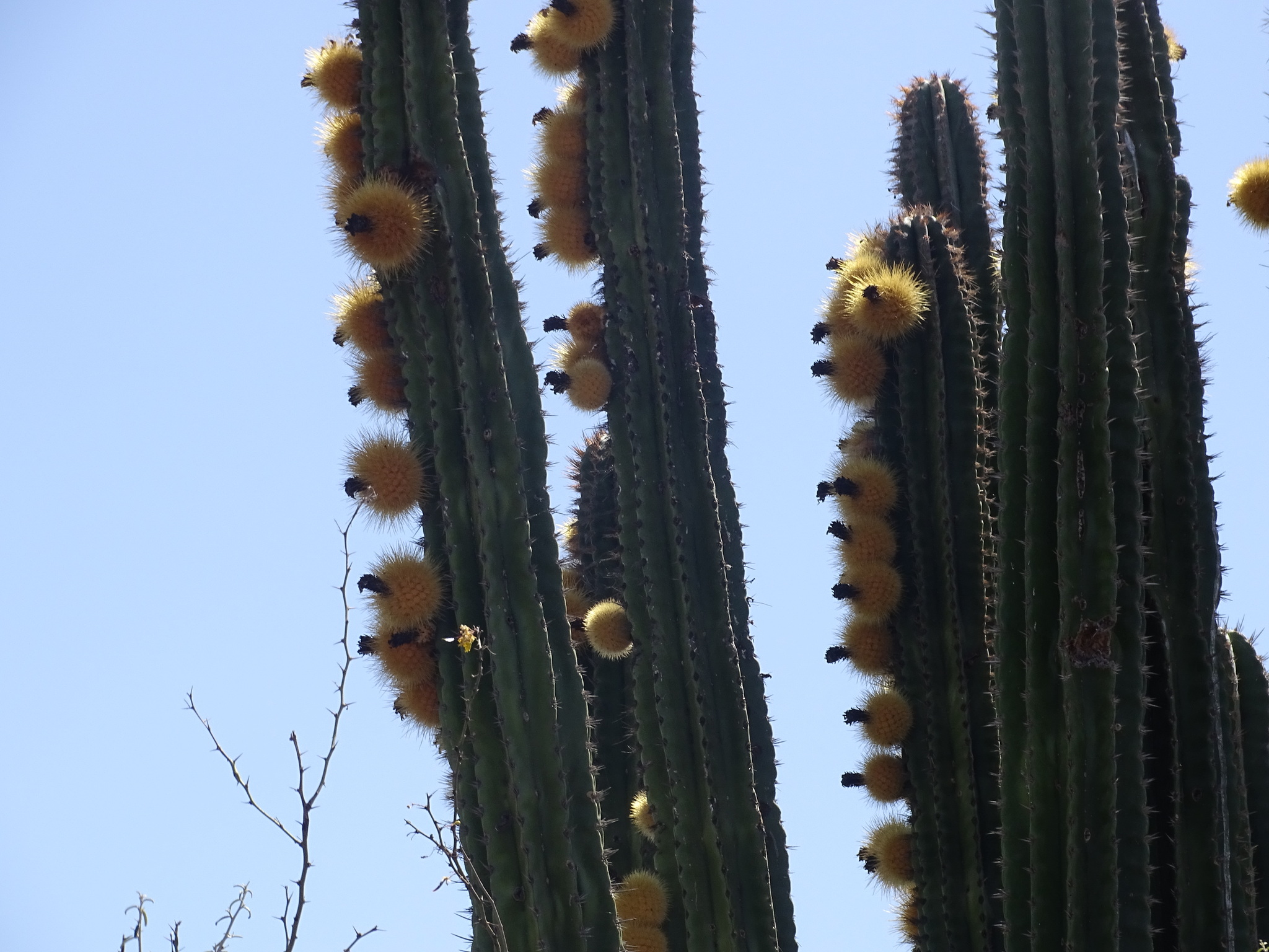 Pachycereus pecten-aboriginum | Botanico Hub