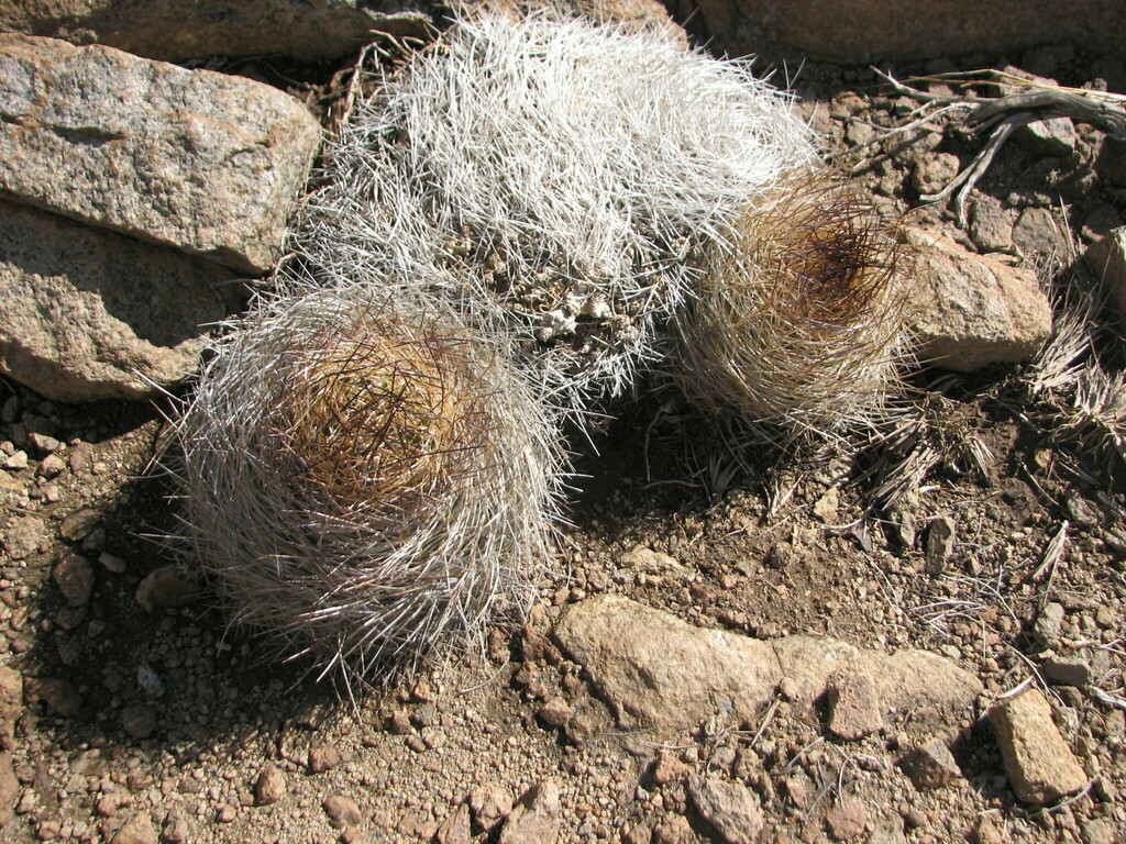 Eriosyce engleri, Región Metropolitana de Santiago, CL