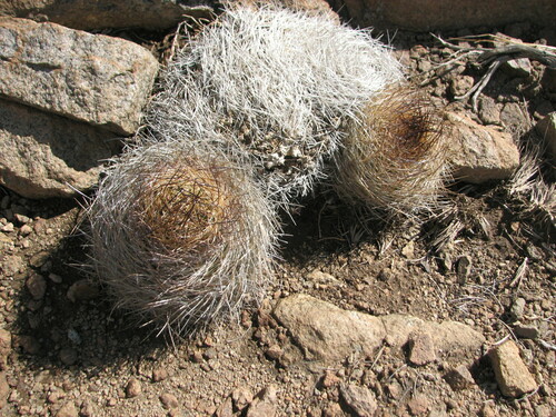 Eriosyce engleri