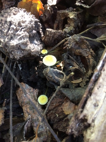 Mycena crocea image