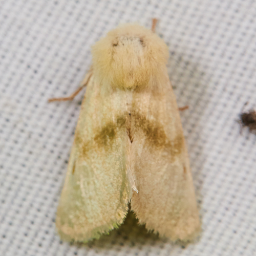 Pale Nocloa
