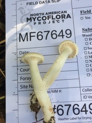 Cuphophyllus angustifolius