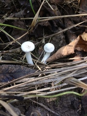 Cuphophyllus angustifolius