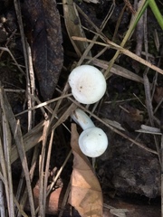 Cuphophyllus angustifolius