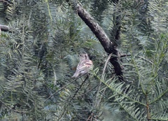 Fringilla montifringilla