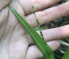 Dichanthelium xanthophysum