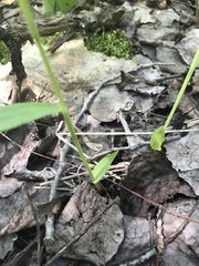 Dichanthelium xanthophysum