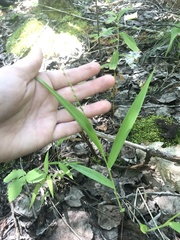 Dichanthelium xanthophysum