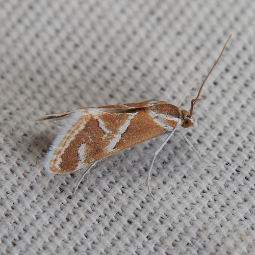Noctueliopsis virula photo 5