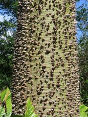 Image of Ceiba speciosa