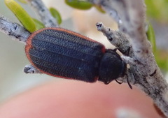 Melyris rufomarginata