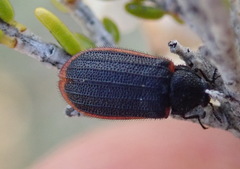 Melyris rufomarginata